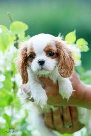 Sweet Puppy King Charles Cavalier Spaniel Puppy Cute Animals Cute Baby Animals
