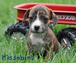 All puppies go with vet and registration papers kusa registered. Pin On Animals