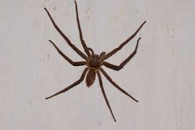 Les animaux ne sont pas des monstres. Babouk Wikipedia