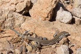 This is a list of texas reptiles, including all snakes, lizards, crocodilians, and turtles native to the state of texas. Desert Grassland Whiptail Lizard Facts And Pictures