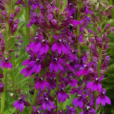 Image result for Lobelia lobata