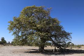 Image result for Schinziophyton rautanenii