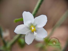 Image result for Hibiscus micranthus