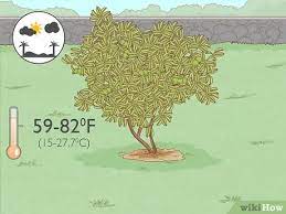 How To Plant Guava Trees 14 Steps With Pictures Wikihow