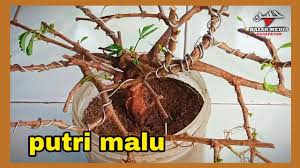 Proses Pengawatan Putri Malu Youtube