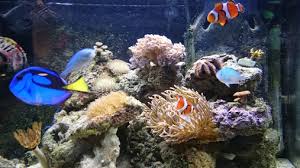 We did not find results for: Creating Your Own Live Rock For Saltwater Tanks
