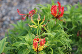 Image result for Gloriosa superba
