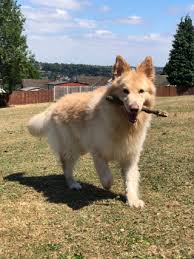He has chubby and a nice wrinkle muzzle. German Shepherd Pros And Cons