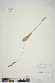 Image result for Malaxis weberbaueriana