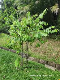 Image result for Cleistanthus