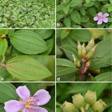 Image result for Melastomastrum segregatum