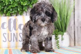 Some cases are improved by surgery. Blue Merle Cockapoo Puppies For Sale Off 79 Www Usushimd Com