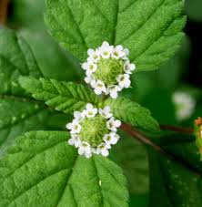 Image result for Lippia woodii