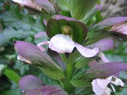 Image result for Acanthus mayaccanus