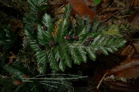 Image result for Trichomanes crispiforme