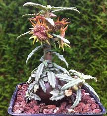 Image result for Dorstenia