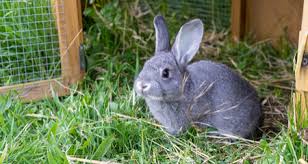 red urine in rabbits causes diagnosis and treatment