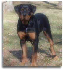 Rottweiler Puppies Are The Cutest Things On The Planet