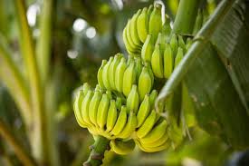 After the main pseudostem produces a bunch of bananas, you should cut it to the ground because it will never produce fruit again, and even if you leave it in place, a light frost will kill it to. How Do I Get My Banana Tree To Produce Fruit Garden Tabs