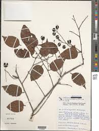 Image result for Cleistanthus polystachyus