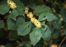 Image result for Maytenus undata