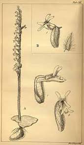 Image result for Holothrix aphylla