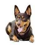 Training Australian Kelpies | Sensible Dog Training