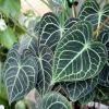 Did you scroll all this way to get facts about anthurium clarinervium us seller? White Veined Anthurium Anthurium Clarinervium For Sale Myhomenature
