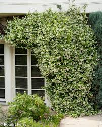 I planted my confederate jasmine in front of our gazebo. Star Jasmine Inland Valley Garden Planner