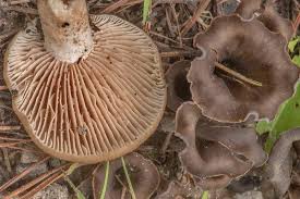 Image result for Craterellus fallax