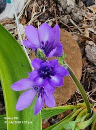 Image result for Babiana