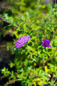 Butterfly Bush Dwf Purple For Sale In Boulder Colorado