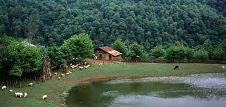 احذروا استخدام هذا النوع الشائع من الخضروات. Ø§Ù„Ø·Ø¨ÙŠØ¹Ø© ÙÙŠ Ø¥ÙŠØ±Ø§Ù† Ù…ÙˆØ¶ÙˆØ¹