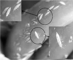 Image result for Onion Thrips