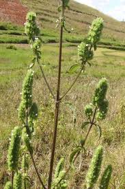 Image result for Hyptis