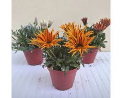 Image result for foto Gazánie