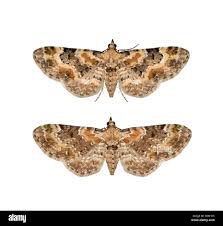 Image result for Eupithecia pulchellata