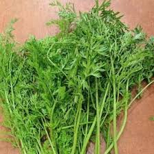 無農薬 生にんじん葉 生牧草 が入荷しました さいたま市北浦和のうさぎ フェレットのお店 フェレット リンク ラビット リンク