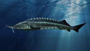Tingkat salinitas atau keasinan mereka kurang dari 0,05%. Apa Ikan Air Tawar Terbesar Di Dunia Beratnya Bisa Sampai 2 Ton Kumparan Com