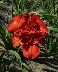 Image result for Hemerocallis `Moses Fire`