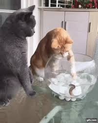 Henti Kita Tidak Memakan Teman Kita Binatang Kucing Bayi Video Hewan Lucu