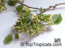 Image result for Dalbergia sissoo