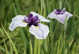Iris Ensata Wikipedia