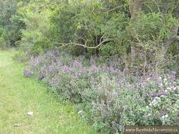 Image result for Hypoestes aristata