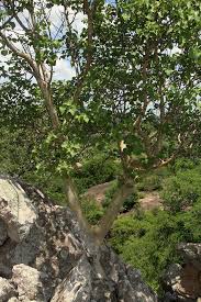 Image result for Ficus tettensis