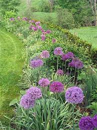 How To Grow Alliums Ornamental Flowering Onions Gardener S Supply Plants Planting Flowers Lawn And Garden
