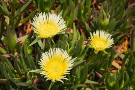 Image result for Carpobrotus