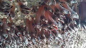 Learn how to pronounce lepas in english by listening free audio recording. Goose Barnacle Wikipedia
