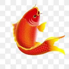 Koi Red Goldfish Fish Goldfish Clipart Year Painting More Than A Year Png Transparent Clipart Image And Psd File For Free Download Goldfish Fish Background Cartoon Fish