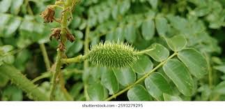 Image result for Guilandina bonduc